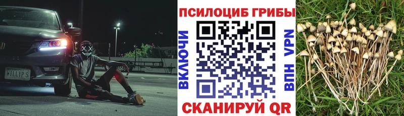 кракен как войти  Зеленогорск  Псилоцибиновые грибы прущие грибы 